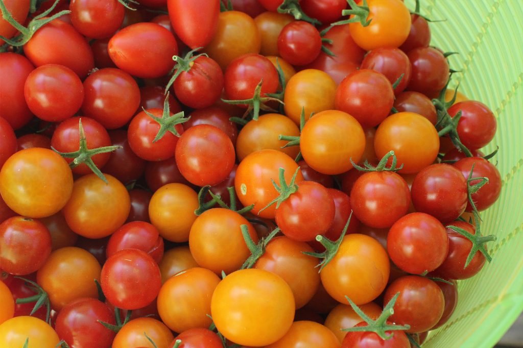 basket of tomatoes