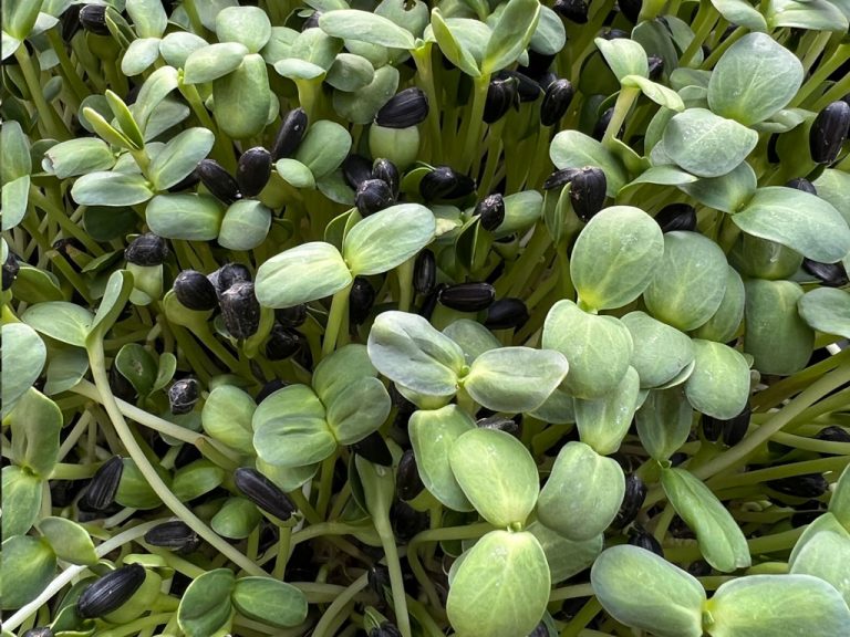 sunflower sprouts