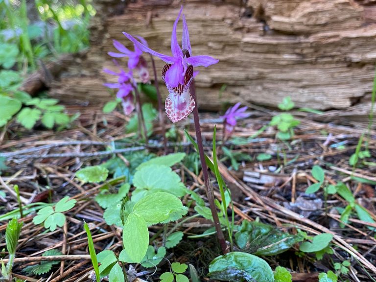 Calypso Bulbosa - Fairy Slipper