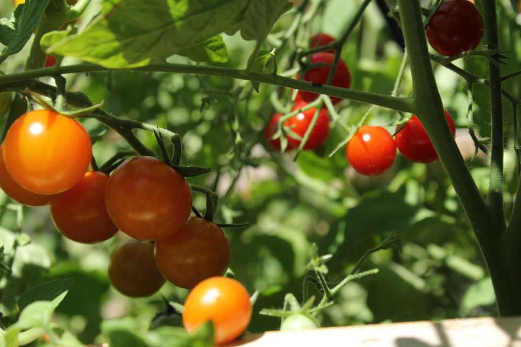 sweet cherry tomatoes