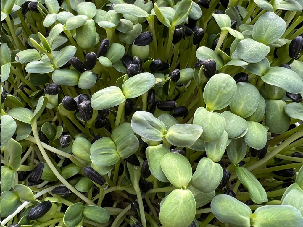 Read more about the article Winter Microgreens