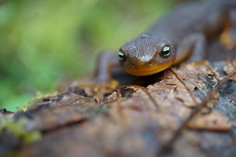 rough-skinned newt