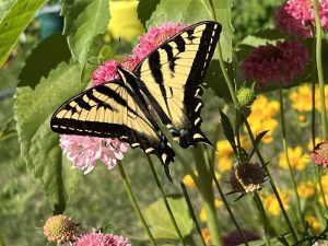 swallowtail on scabiosa